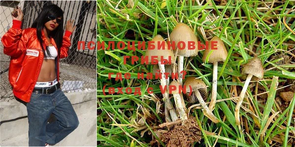 ПСИЛОЦИБИНОВЫЕ ГРИБЫ Горняк